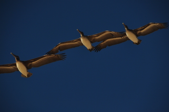Pelicans fly over Marina Beach